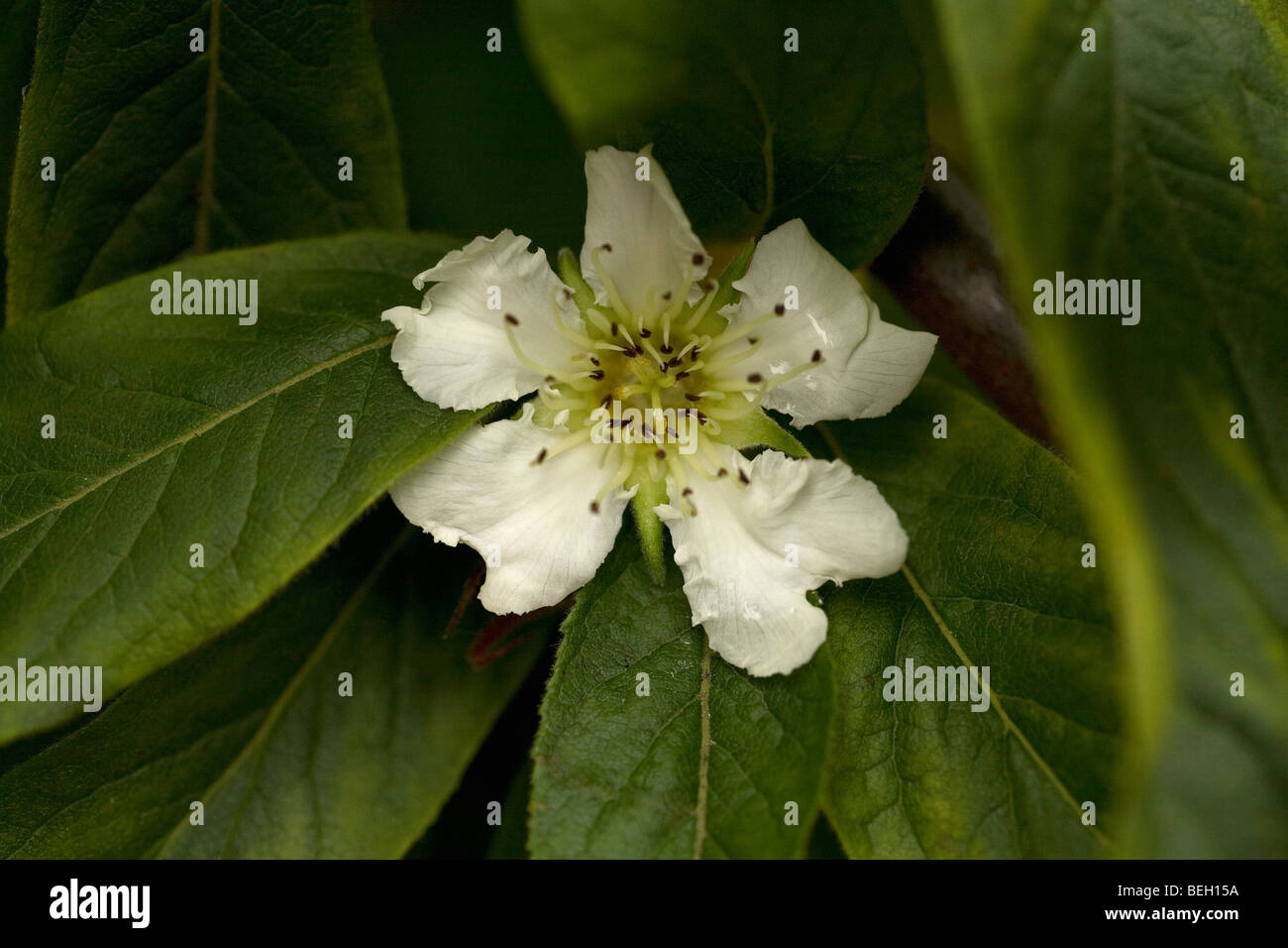 The flower of the Common Medlar. This unusual applelike fruit