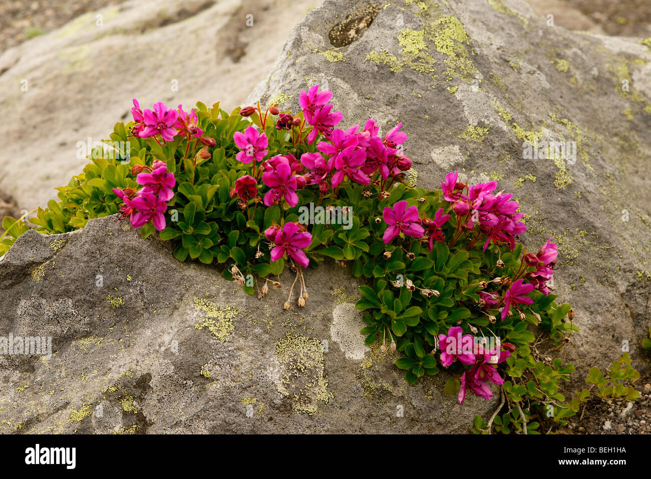 Kamchatka rhododendron (Rhododendron camtschaticum Stock Photo - Alamy