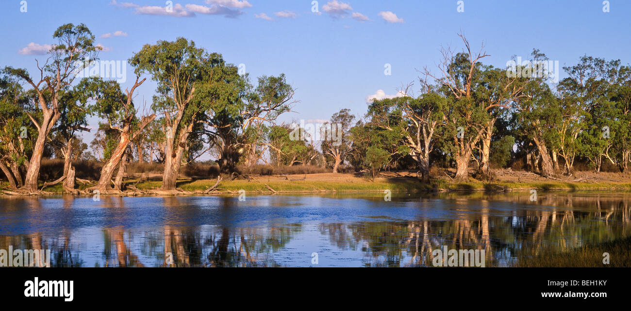 River Red Gums, Murray River, South Australia Stock Photo