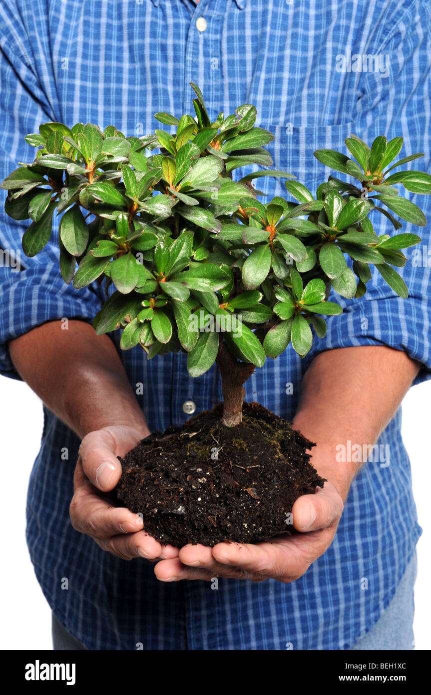 Man holding small tree over white background Stock Photo