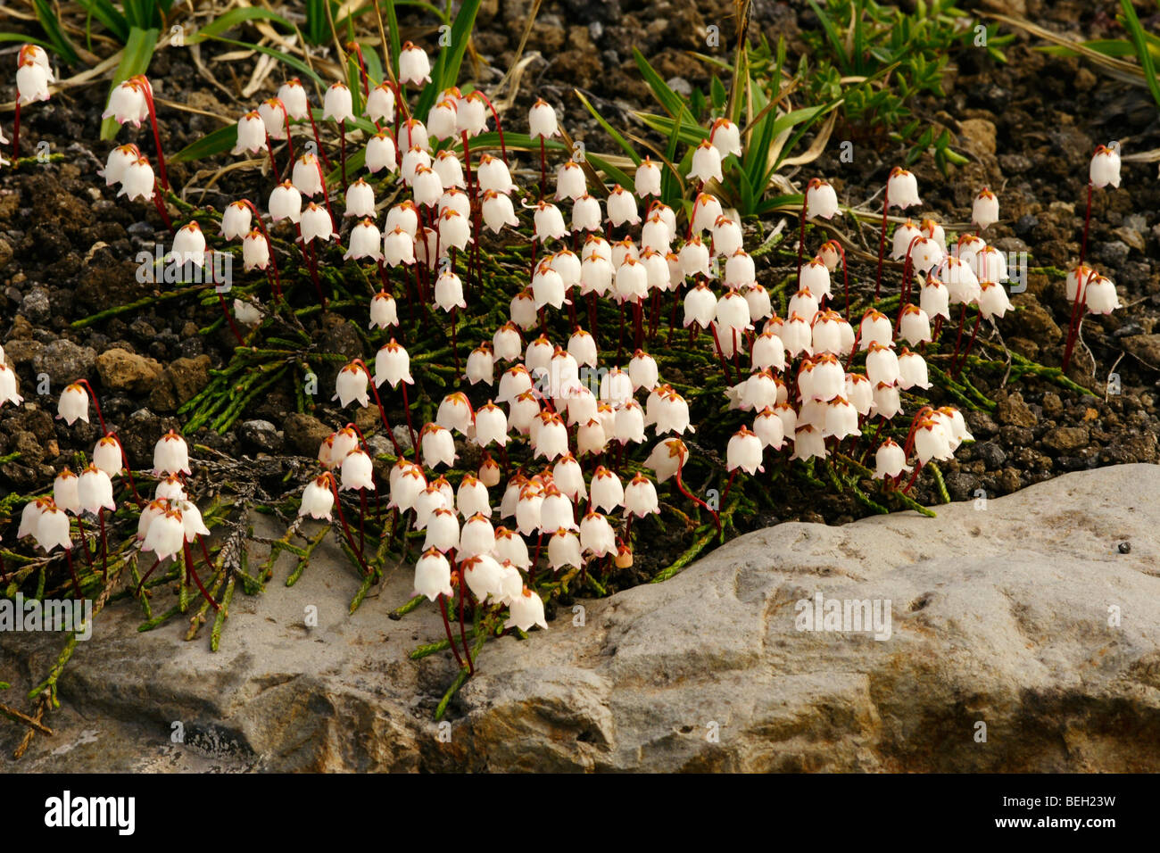 Cassiope lycopodioides. Stock Photo