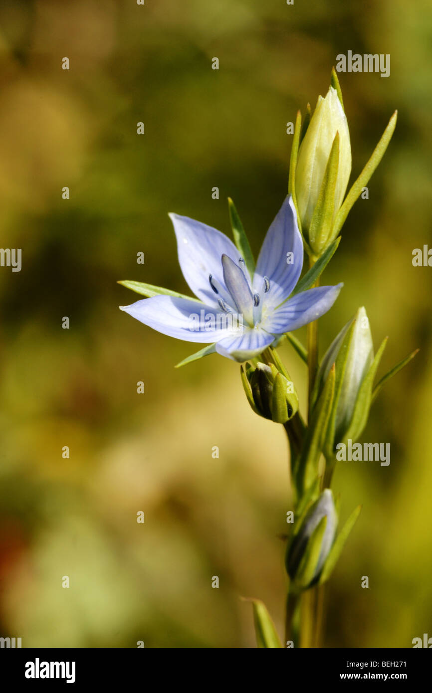 Lomatogonium rotatum. Stock Photo