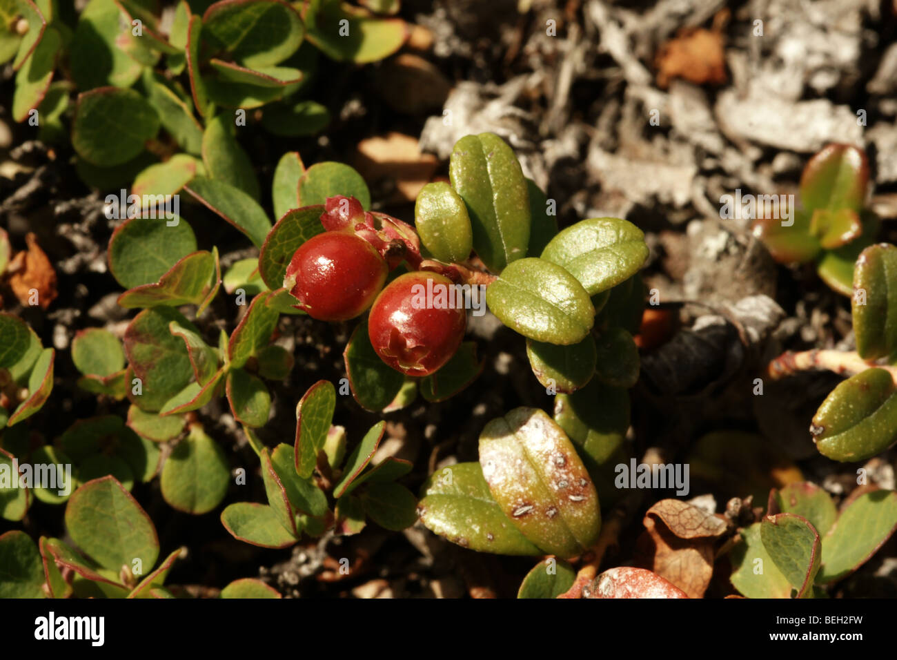 Vaccinium  vitis – idaea. Stock Photo