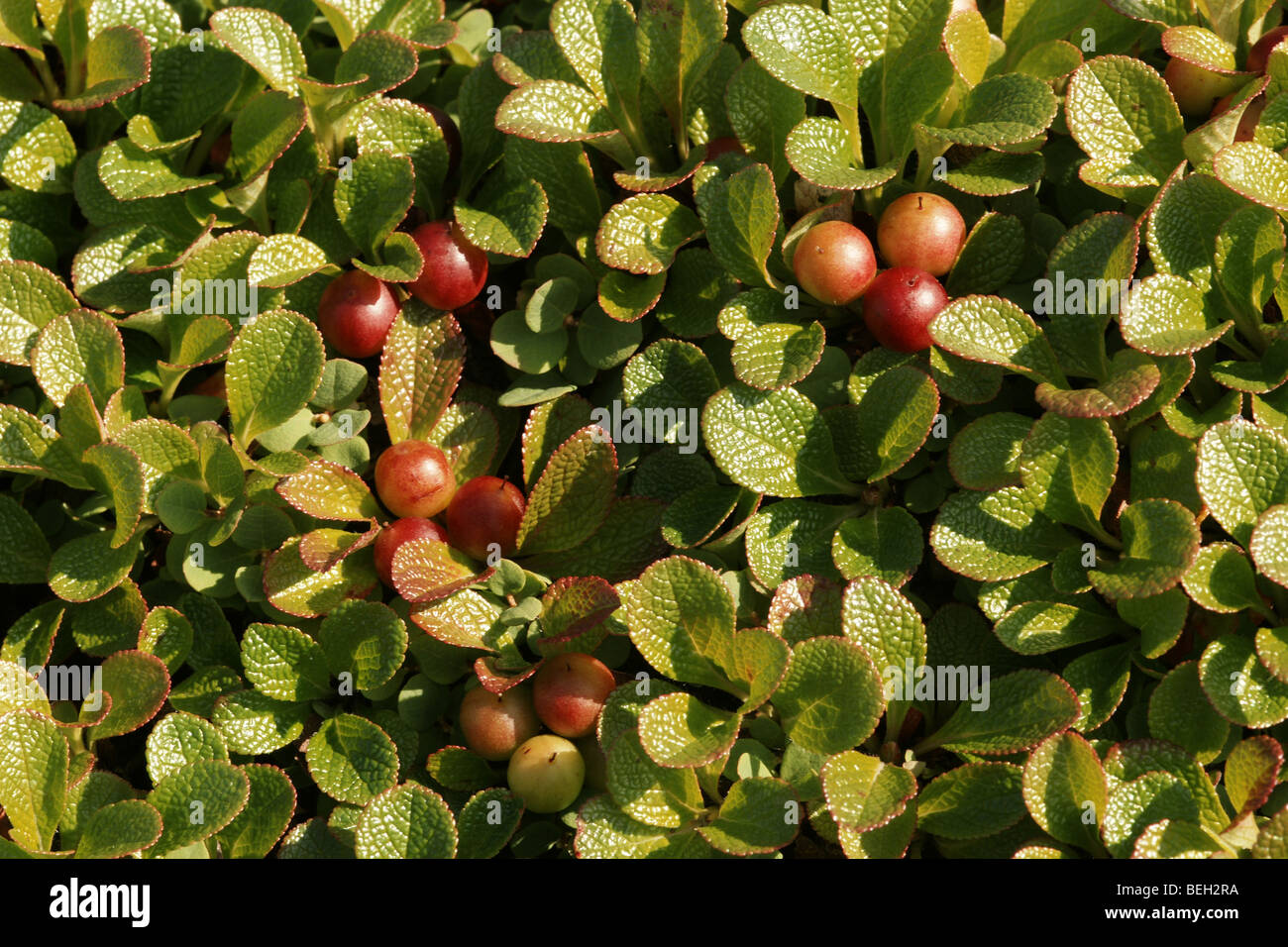 Arctous alpina. Stock Photo