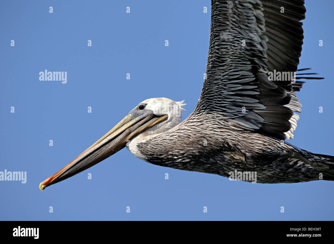 A Brown Pelican bird (Pelecanus occidentalis) in flight Stock Photo
