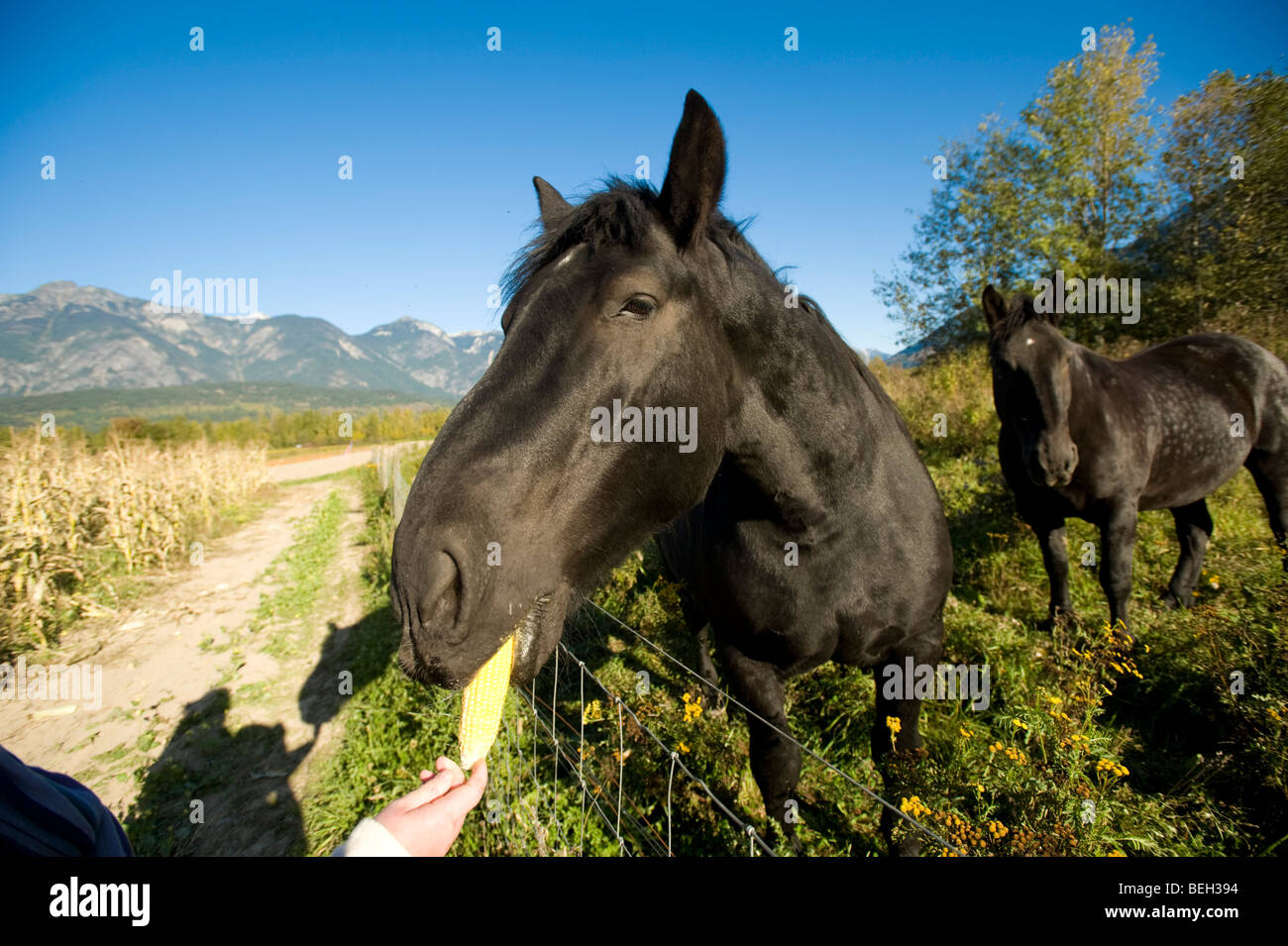 Horse and carriage rides. The North Arm Farm, Pemberton BC, Canada