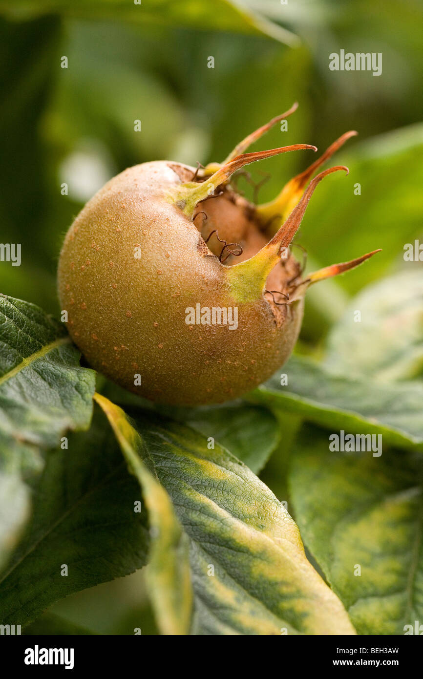 A fruit of the Common Medlar. This unusual applelike fruit, requires