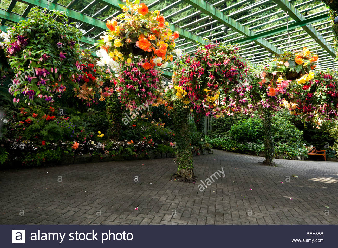 Plants For Hanging Baskets High Resolution Stock Photography and Images