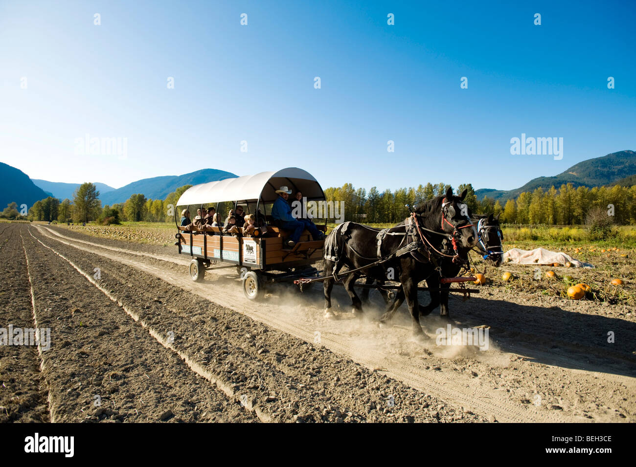 Horse and carriage rides. The North Arm Farm, Pemberton BC, Canada
