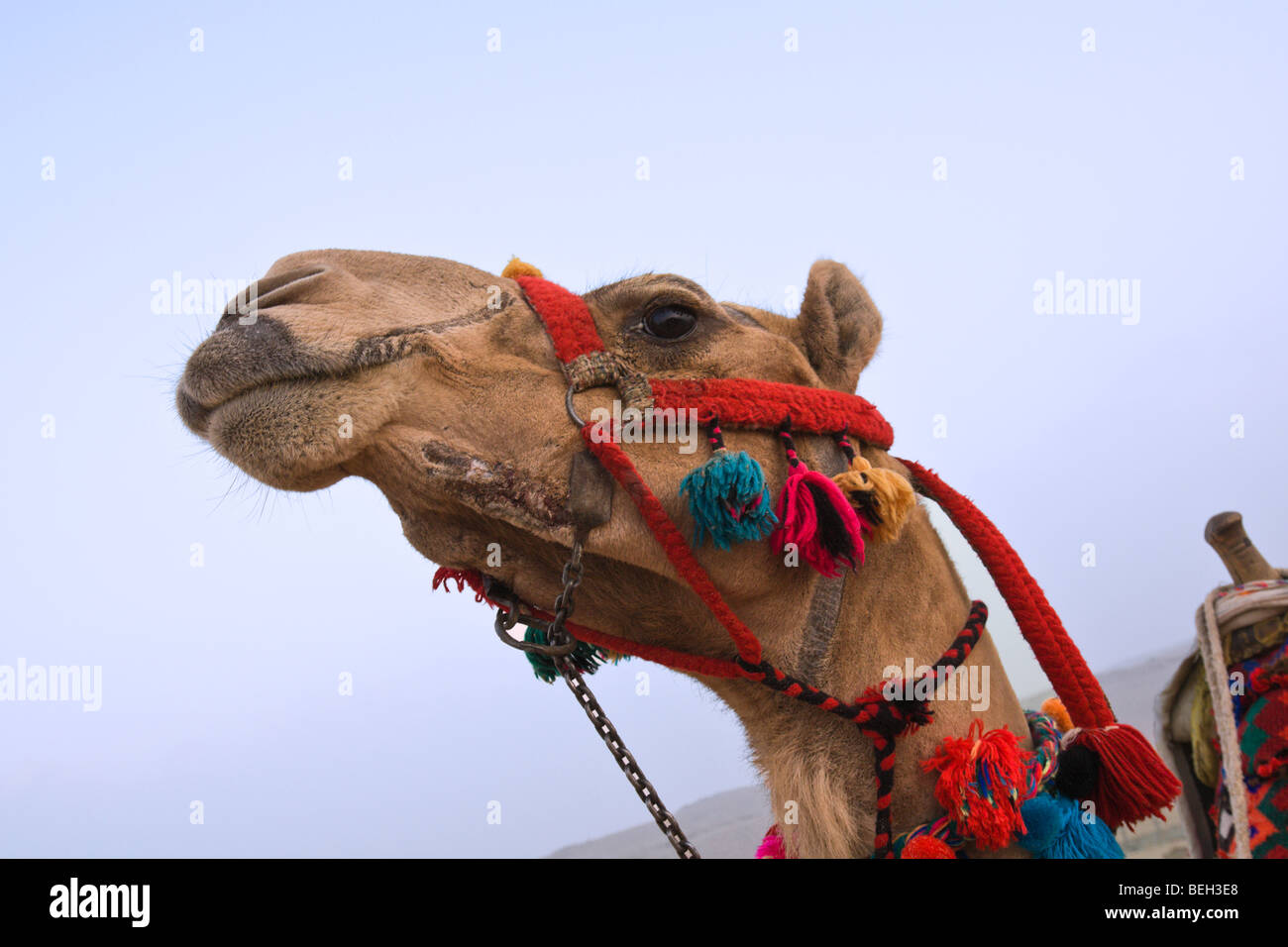 Dromedary Arabian Camel, Camelus dromedarius, Cairo, Egypt Stock Photo