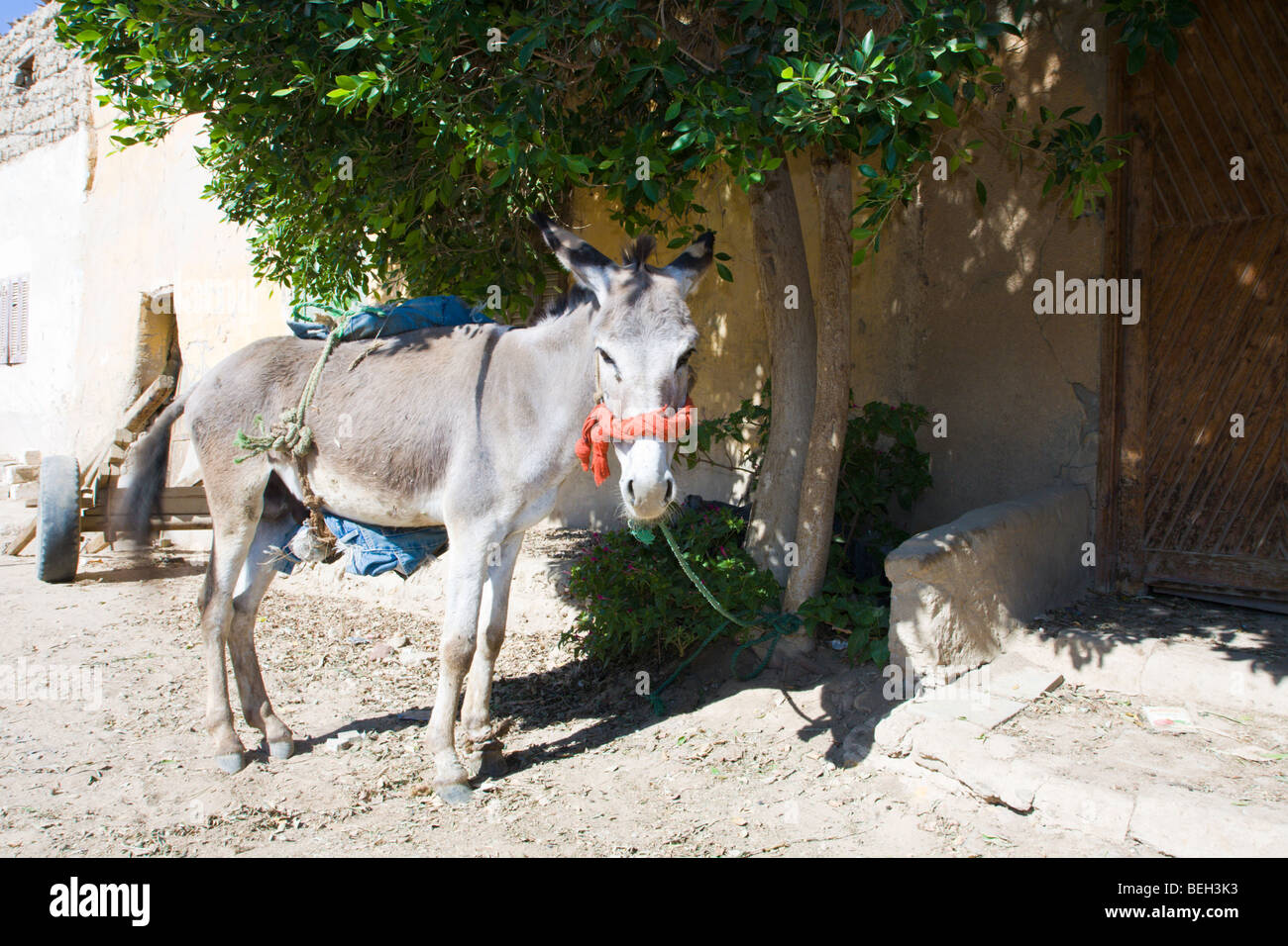Donkey at Bawiti, Bahariya Oasis, Libyan Desert, Egypt Stock Photo