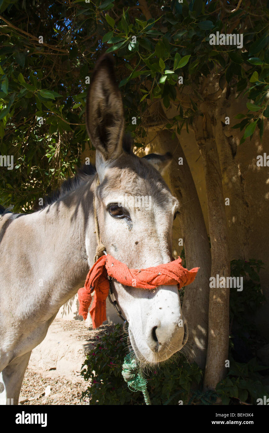 Donkey at Bawiti, Bahariya Oasis, Libyan Desert, Egypt Stock Photo