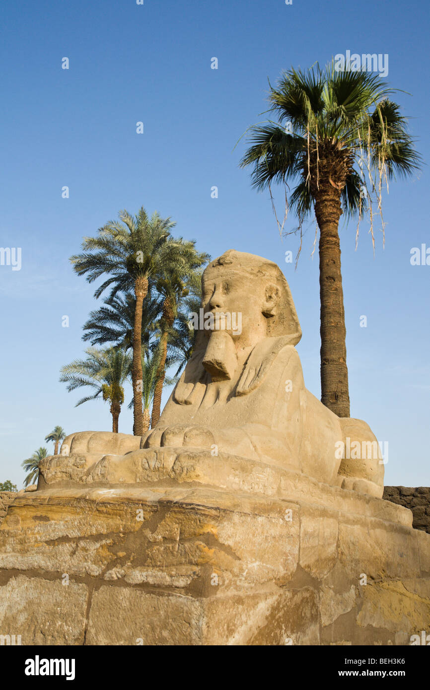 Sphinxes at Luxor Temple, Luxor, Egypt Stock Photo