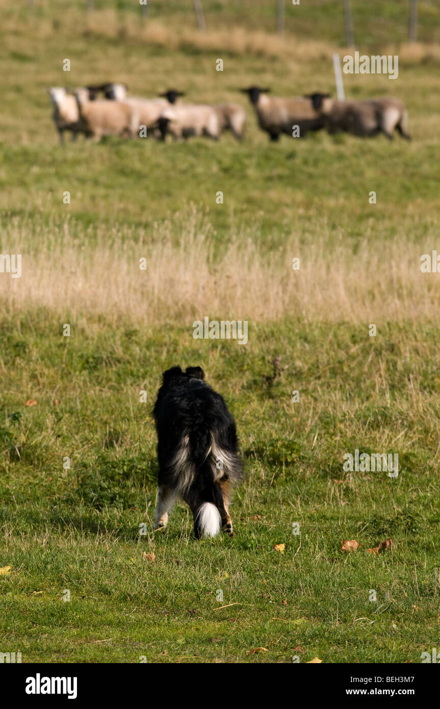 Sheepdog in motion Stock Photo