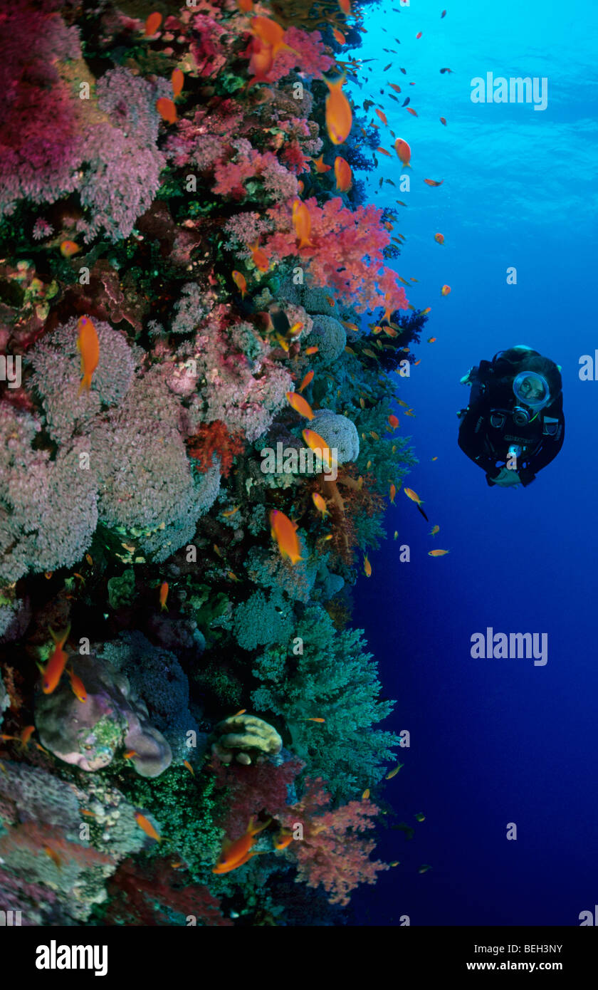 Coral Reef and Diver, Safaga, Red Sea, Egypt Stock Photo