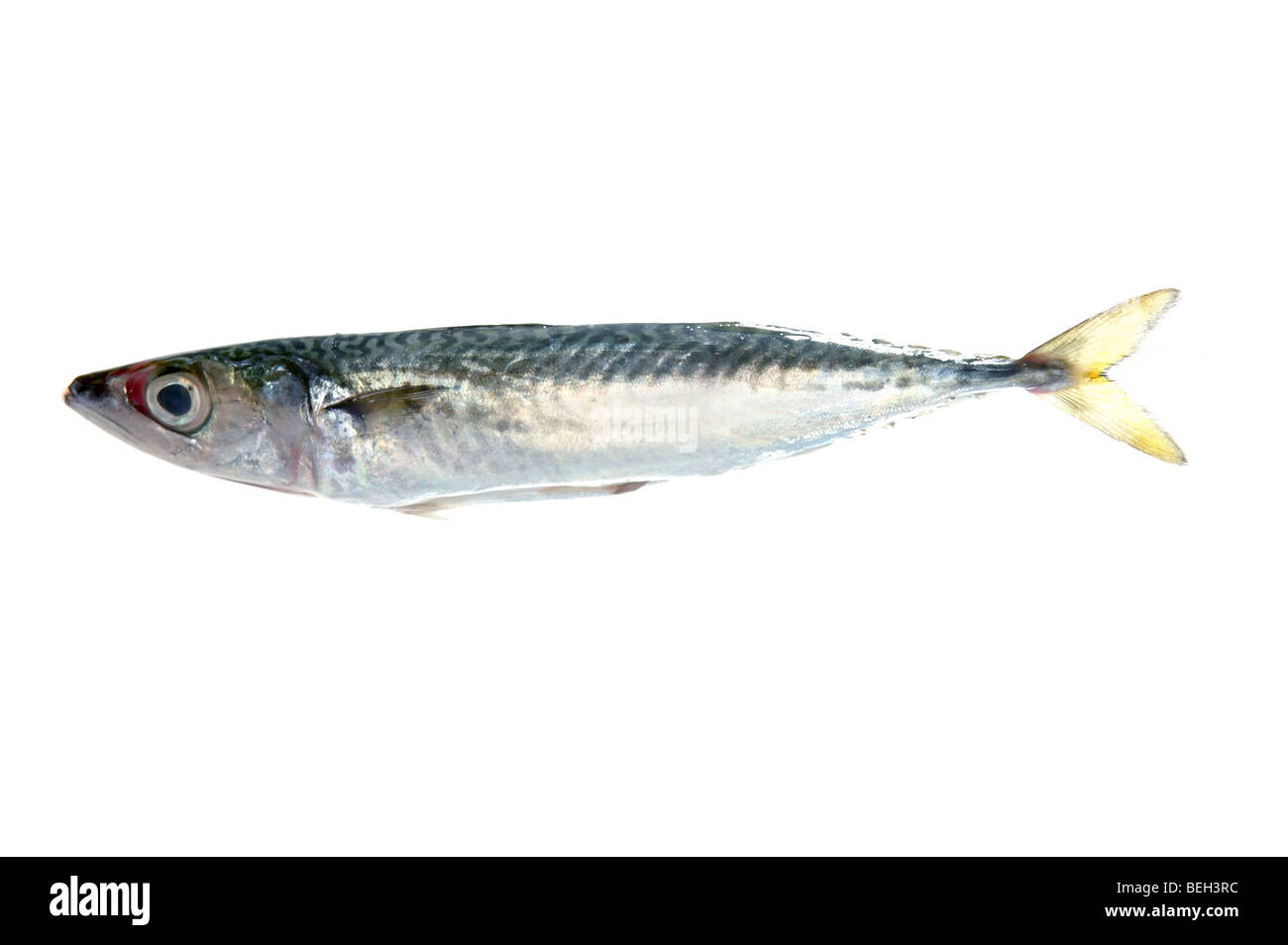 Mackerel fish isolated on white macro detail Stock Photo Alamy