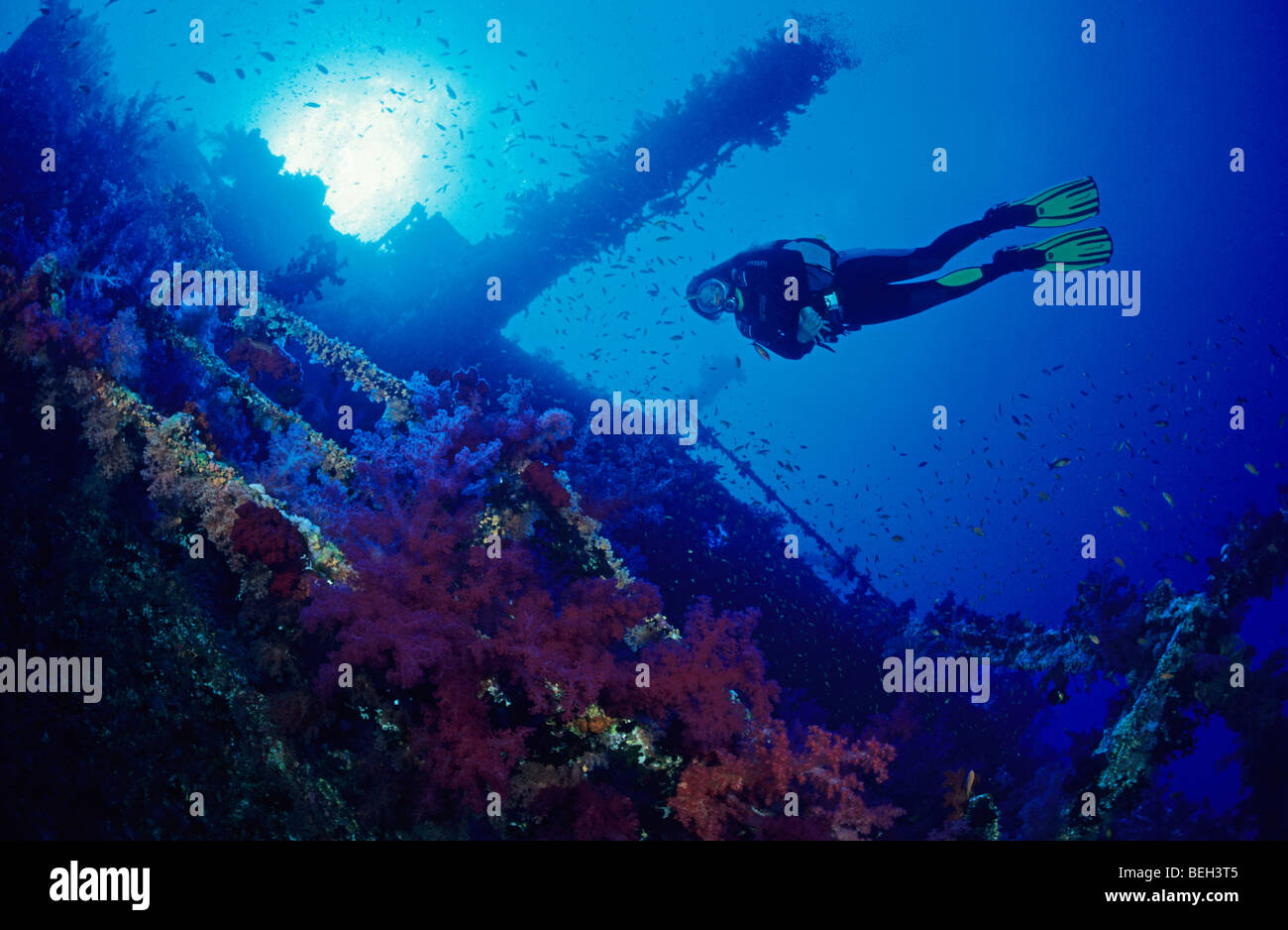 Diver over Wreck of Numibia, Brother Islands, Red Sea, Egypt Stock Photo