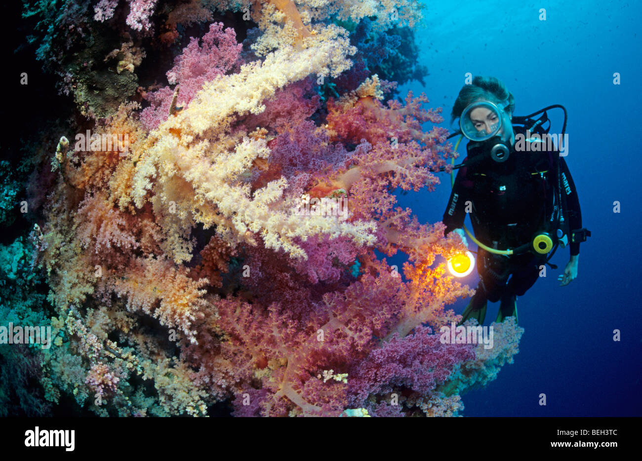 Diver and Soft Corals, Dendronephthya, Brother Islands, Red Sea, Egypt Stock Photo