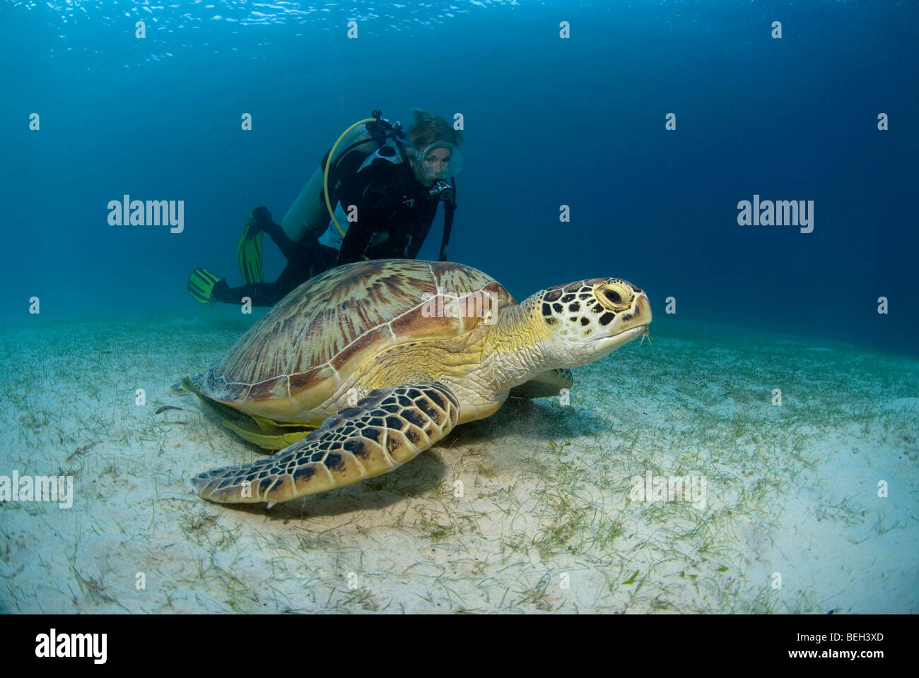 Diver and Green Turtle, Chelonia mydas, Abu Dabab, Red Sea, Egypt Stock Photo
