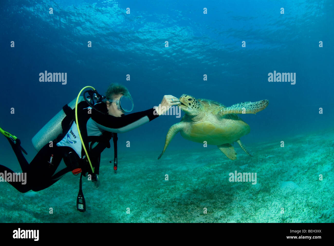 Turtle food chain hi-res stock photography and images - Alamy