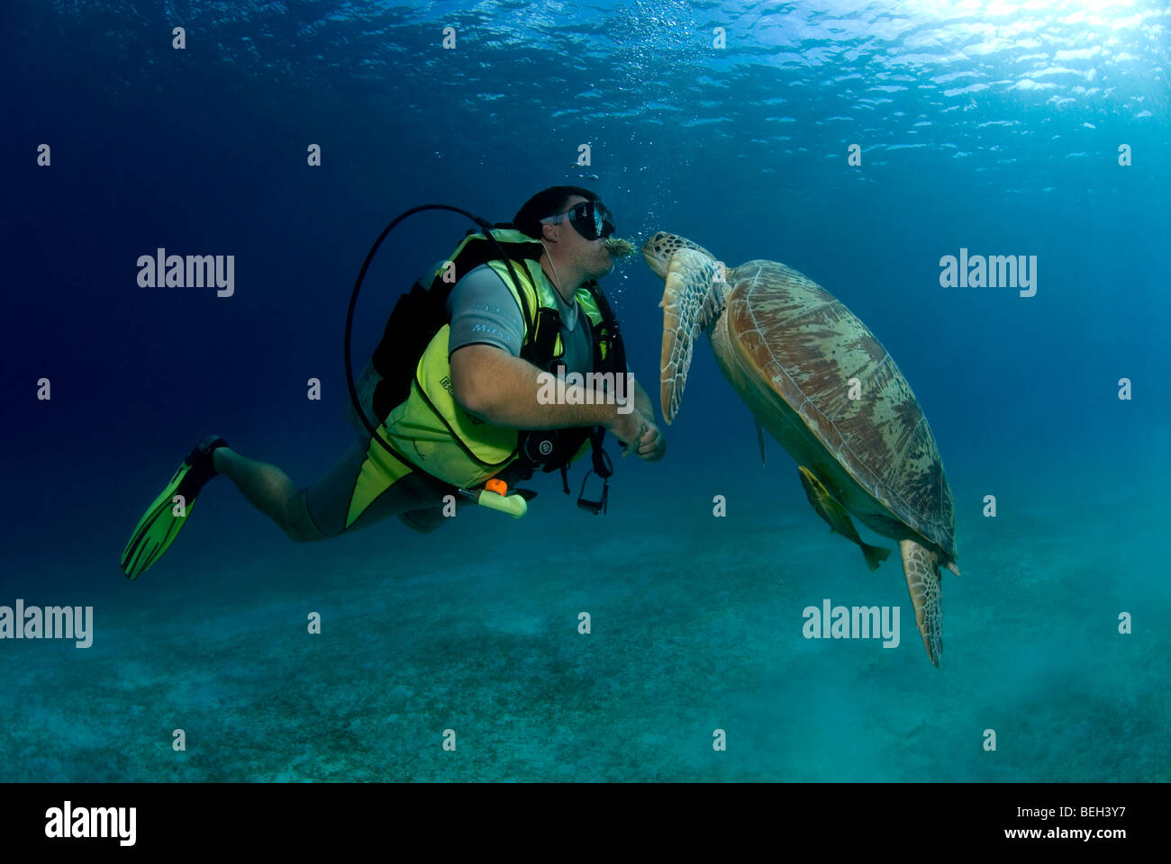 Turtle food chain hi-res stock photography and images - Alamy