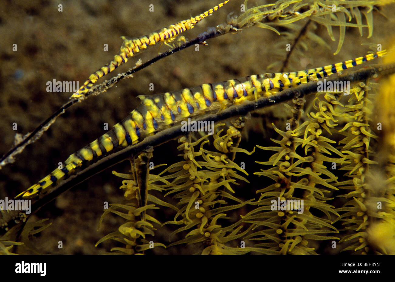 Coral Blade Shrimp on Black Coral, Tozeuma armatum, Manado, Sulawesi, Indonesia Stock Photo