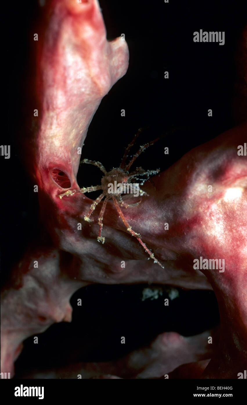 Spiny Spider Crab on Barrel Sponge, Achaeus spinosus, Manado, Sulawesi, Indonesia Stock Photo