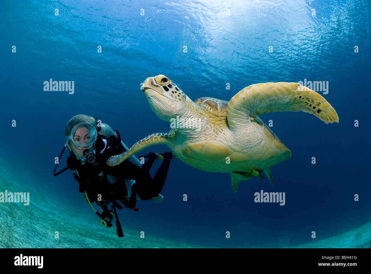 Green Turtle and Diver, Chelonia mydas, Abu Dabab, Red Sea, Egypt Stock Photo