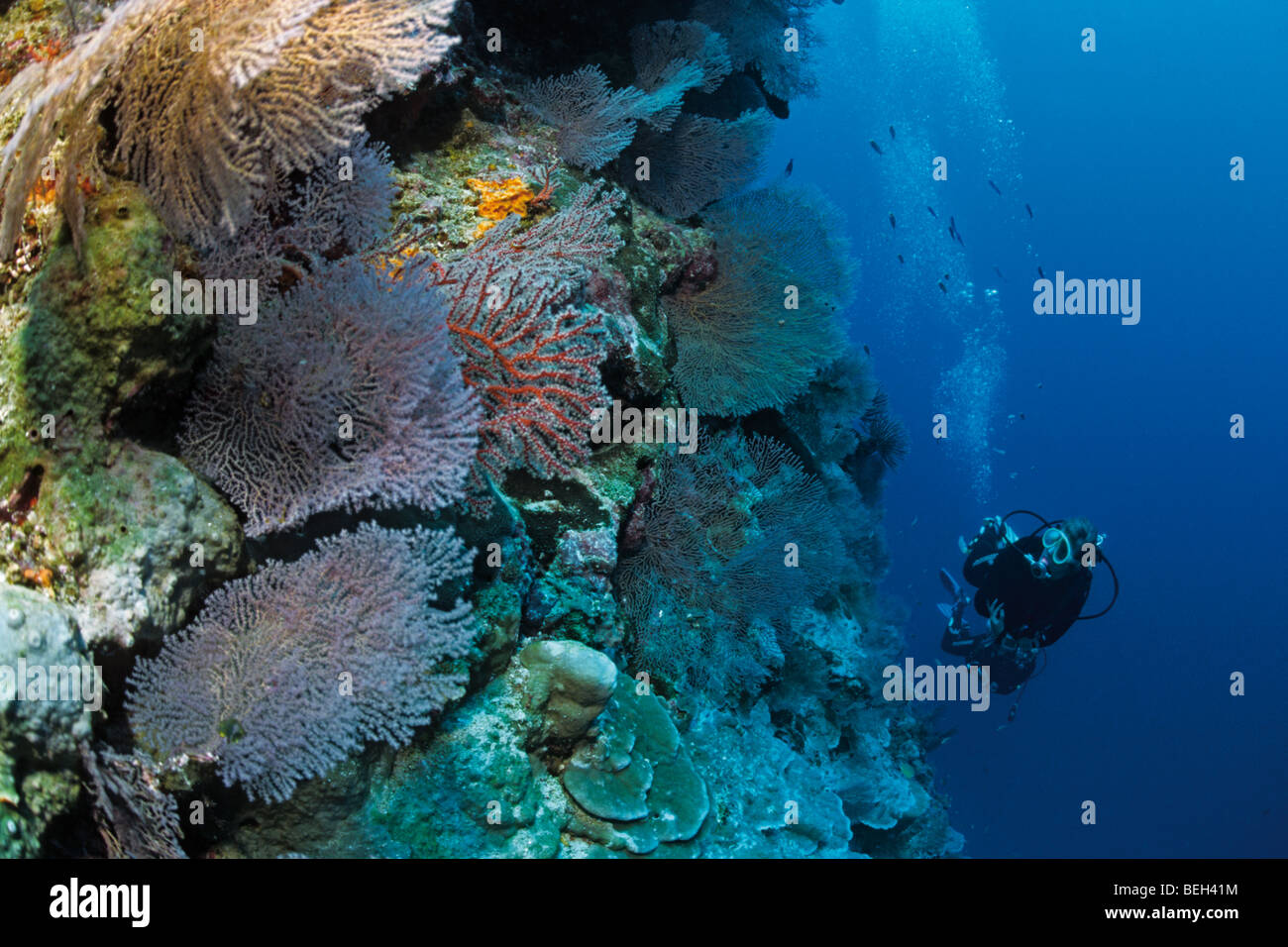 Diver and Coral Reef, Christmas Island, Australia Stock Photo