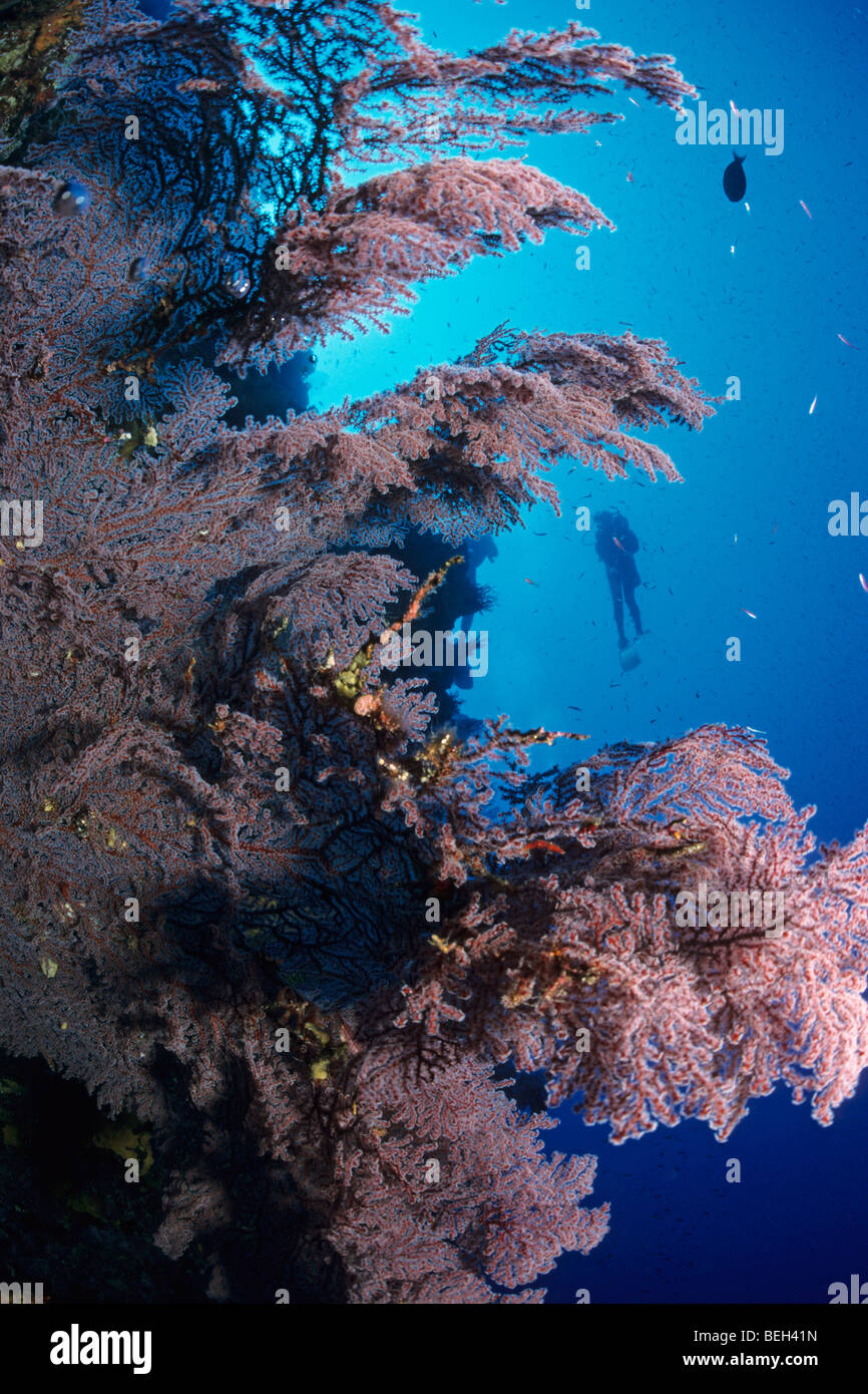 Sea Fan and Diver, Melithaea sp., Christmas Island, Australia Stock Photo