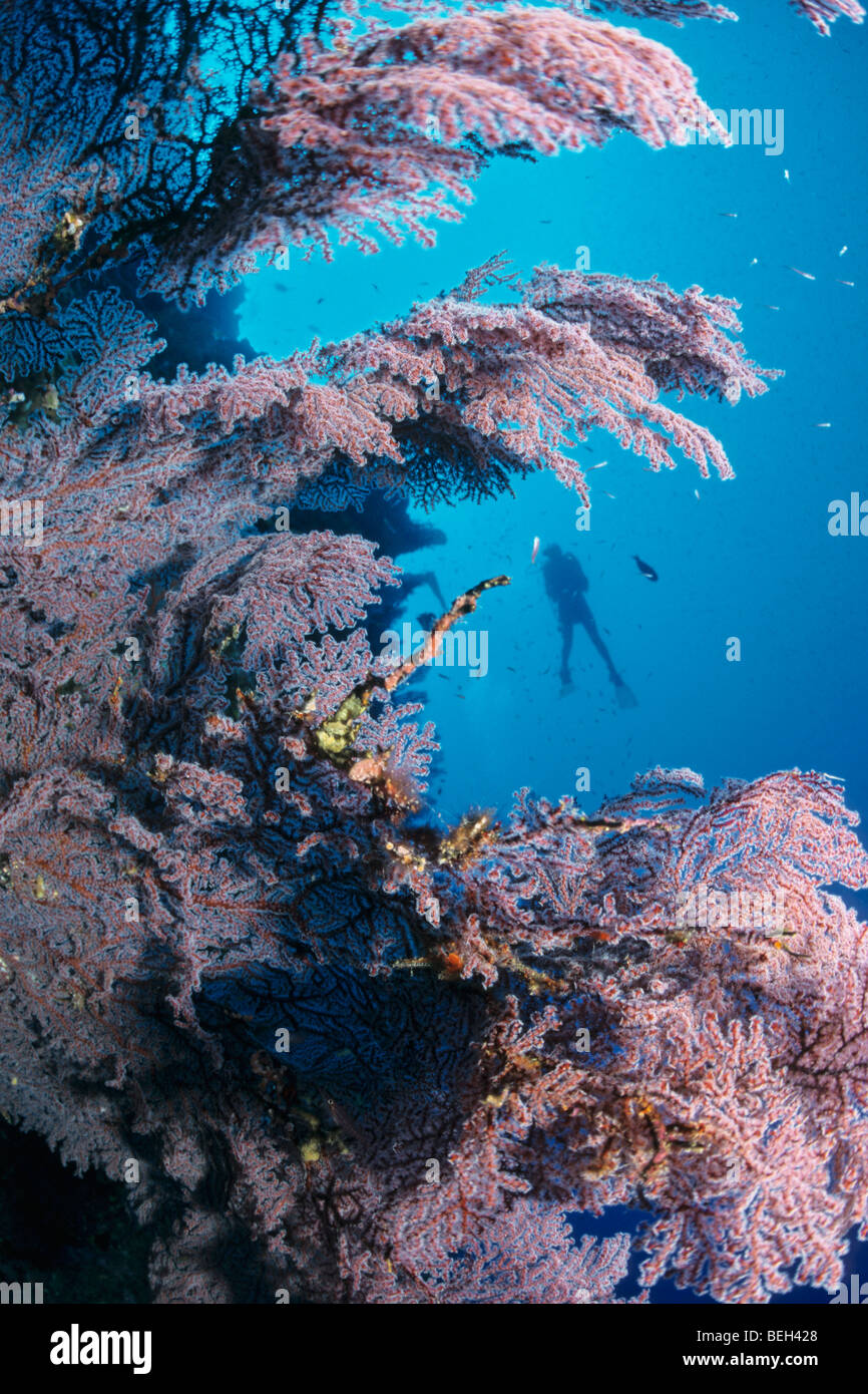 Sea Fan and Diver, Melithaea sp., Christmas Island, Australia Stock Photo