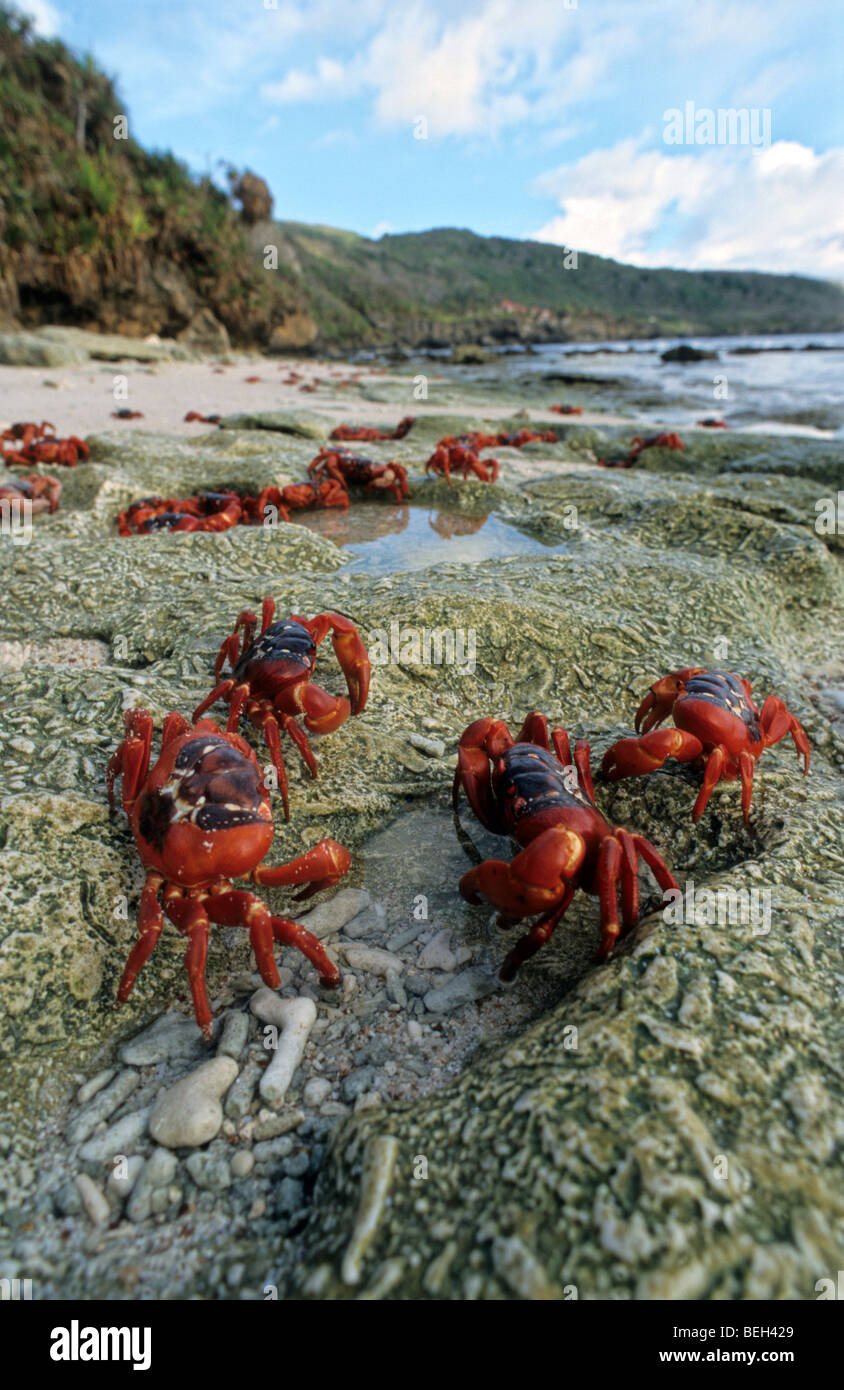 Migration of Christmas Island Red Crab, Gecarcoidea natalis, Christmas Island, Australia Stock 
