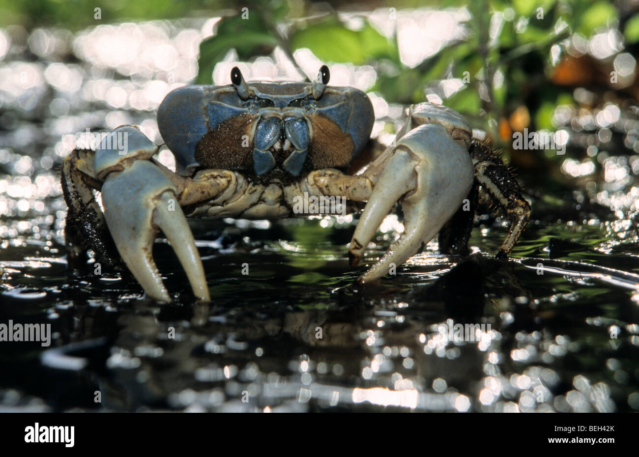 Blue Crab, Cardisoma hirtipes, Christmas Island, Australia Stock Photo