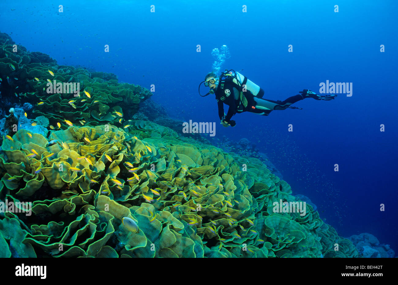 Cabbage Corals and Diver, Turbinaria reniformis, Cocos Keeling Islands, Australia Stock Photo