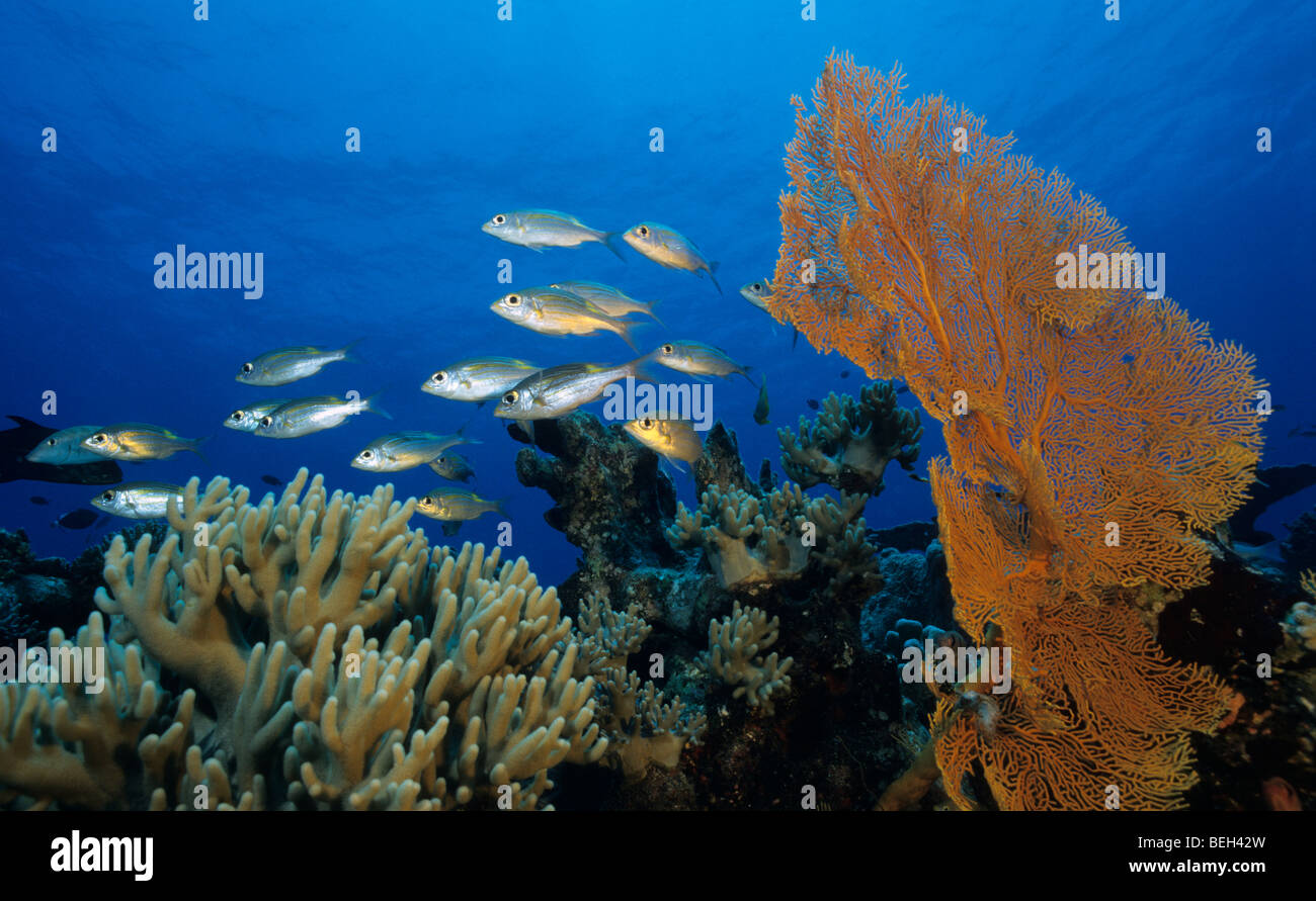 Glowspot Emperor over Coral Reef, Gnathodentex aurolineatus, Cocos Keeling Islands, Australia Stock Photo