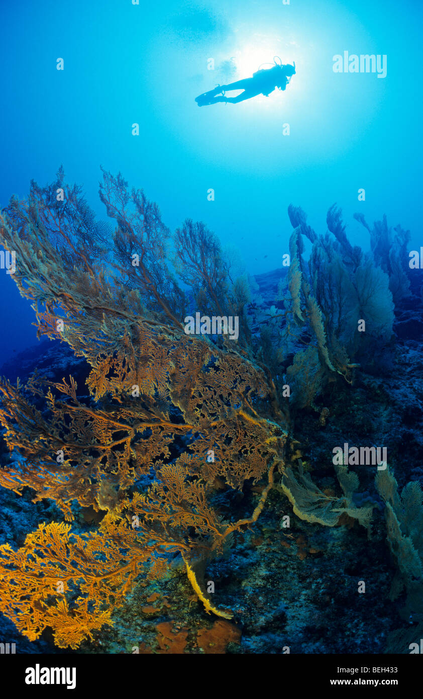 Diver over Reef, Cocos Keeling Islands, Australia Stock Photo