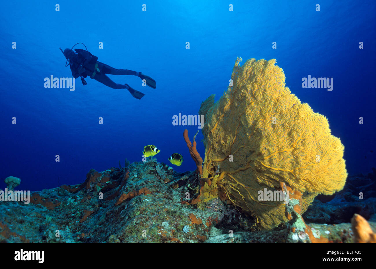 Diver and Gorgonia, Melithaea sp., Cocos Keeling Islands, Australia Stock Photo