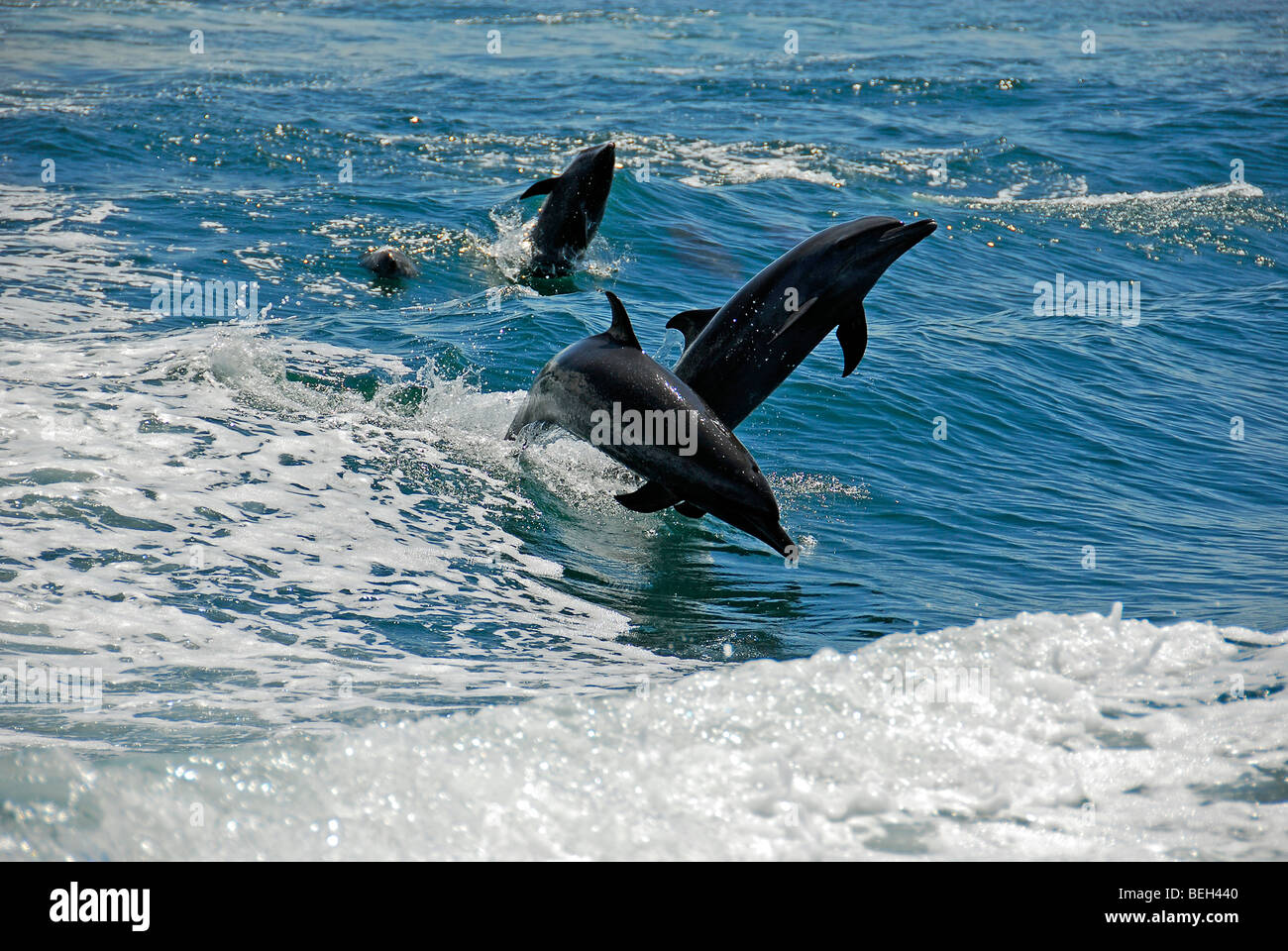 Dolphins jumping, Stenella longirostris, Playas del Coco, Costa Rica Stock Photo