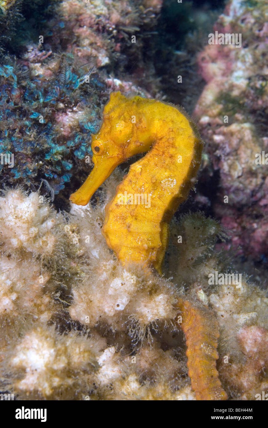 Yellow Seahorse, Hippocampus ingens, Playas del Coco, Costa Rica Stock Photo