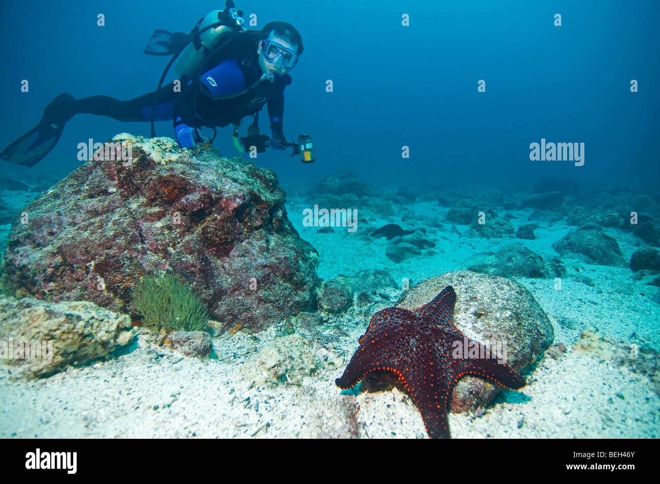 Diver and Cumings Starfish, Pentaceraster cumingi, Galapagos, Ecuador Stock Photo