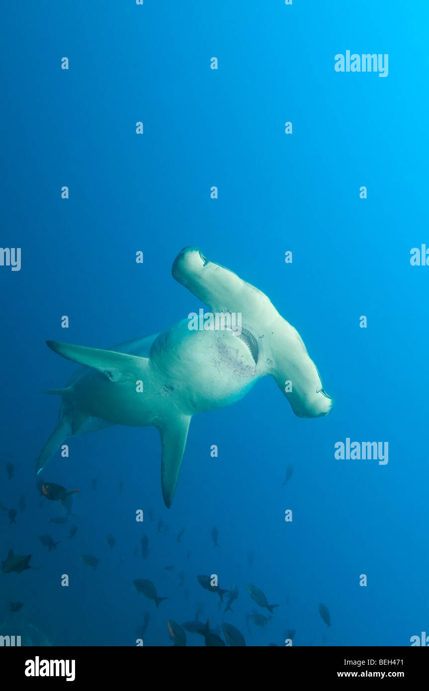 Scalloped Hammerhead Shark, Sphyrna lewini, Galapagos, Ecuador Stock Photo Alamy