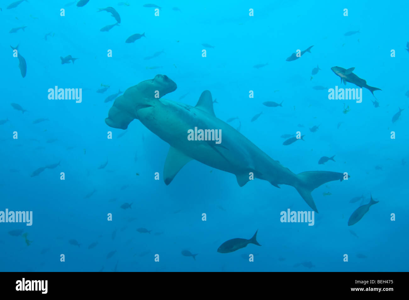 Scalloped Hammerhead Shark, Sphyrna lewini, Galapagos, Ecuador Stock Photo Alamy