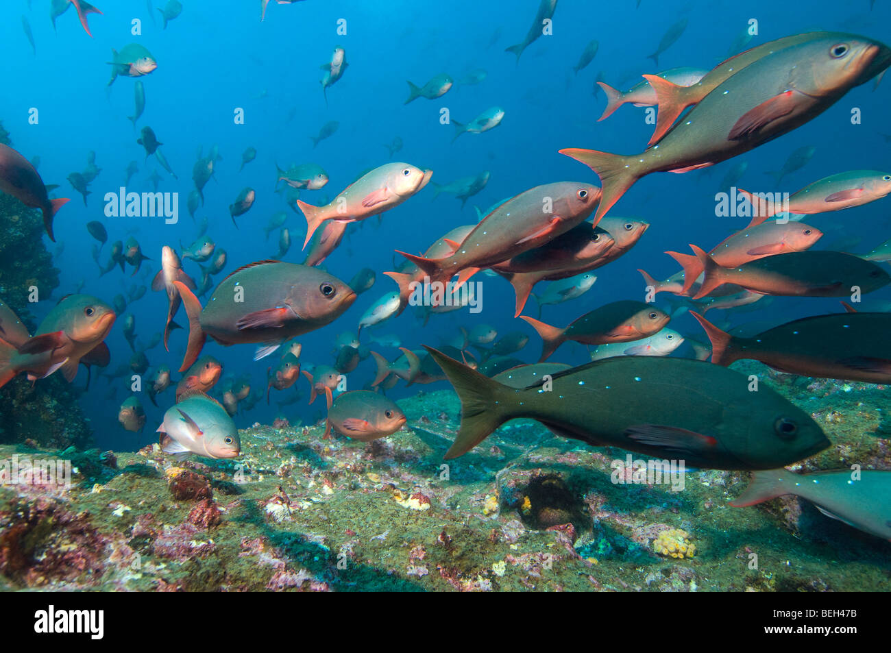Pacific Creolefish, Paranthias colonus, Galapagos, Ecuador Stock Photo