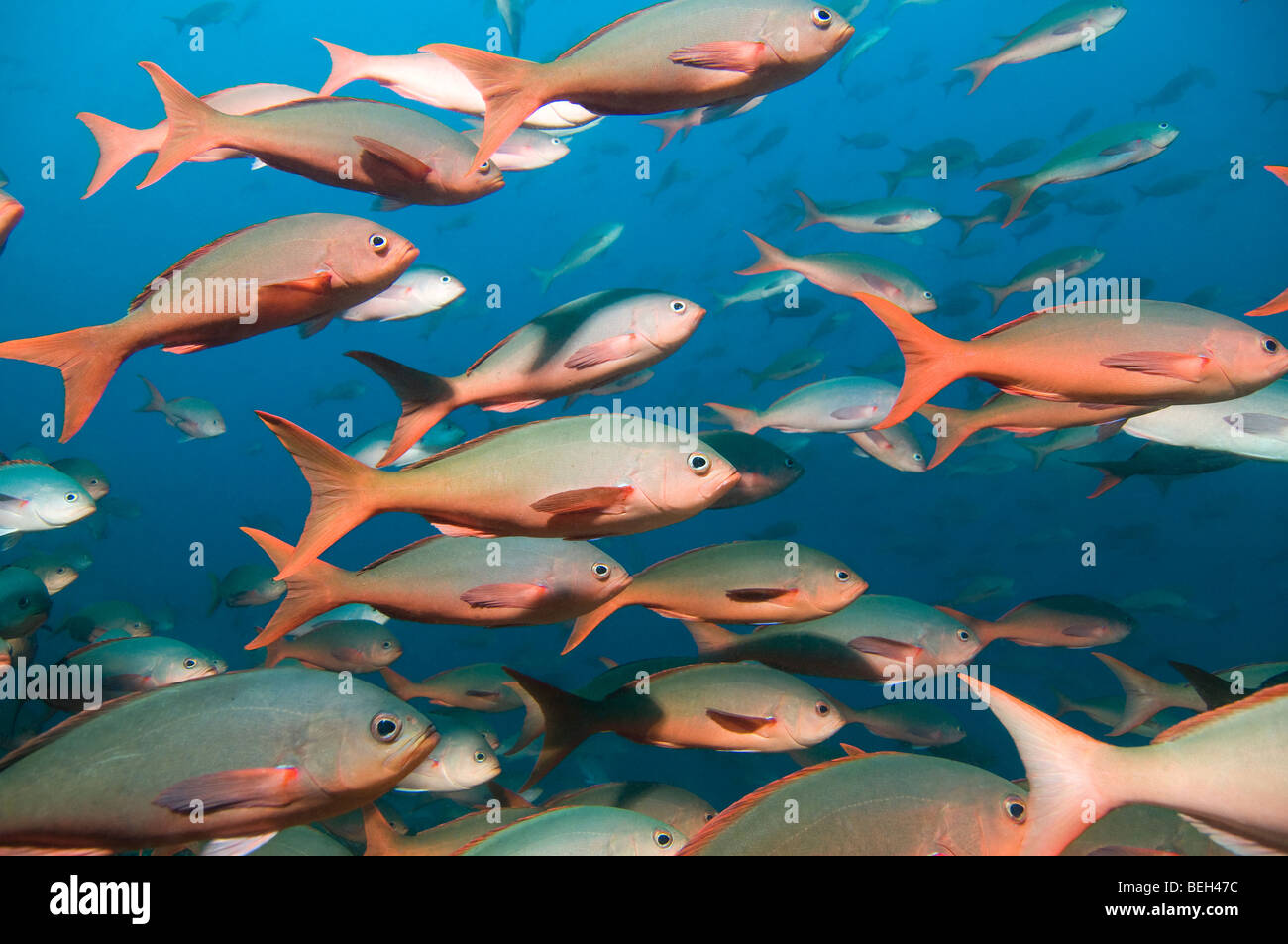 Pacific Creolefish, Paranthias colonus, Galapagos, Ecuador Stock Photo