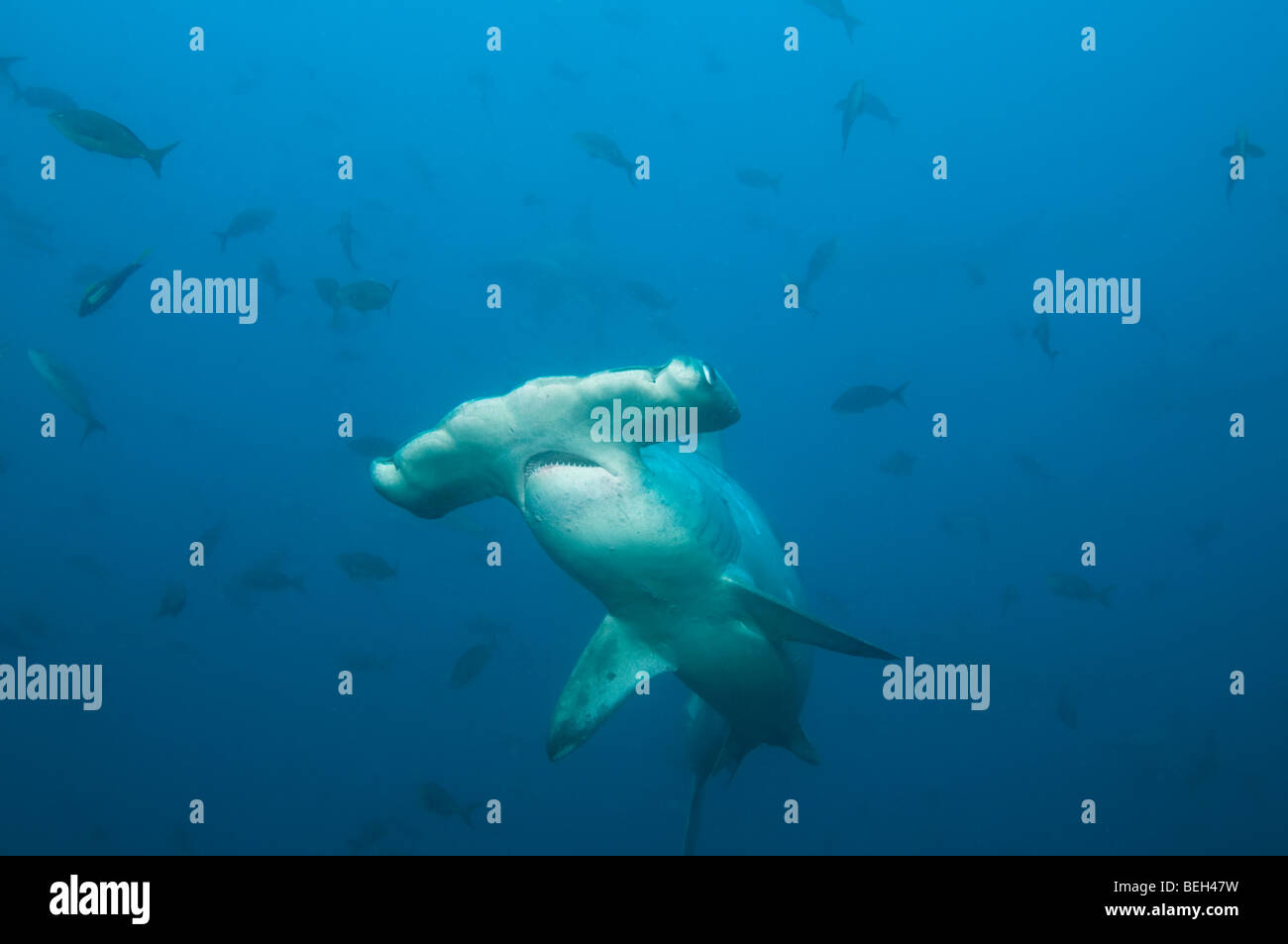 Scalloped Hammerhead Shark, Sphyrna lewini, Galapagos, Ecuador Stock Photo Alamy