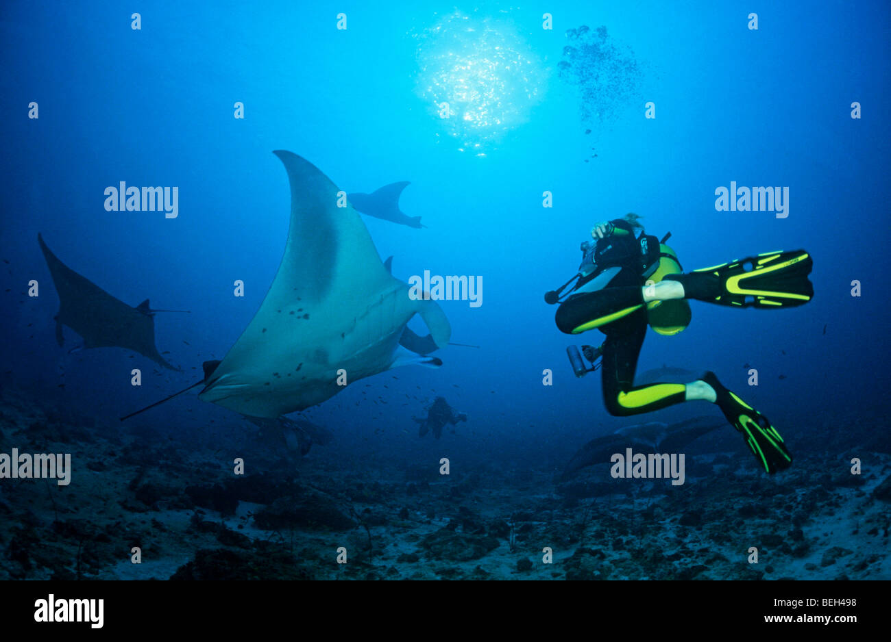 Mantas and Diver, Manta birostris, Ari Atoll, Maldives Stock Photo