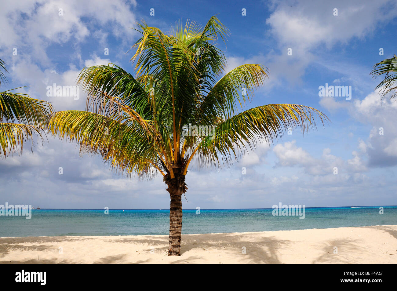 Palm Tree on Beach of Cozumel, Caribbean Sea, Mexico Stock Photo