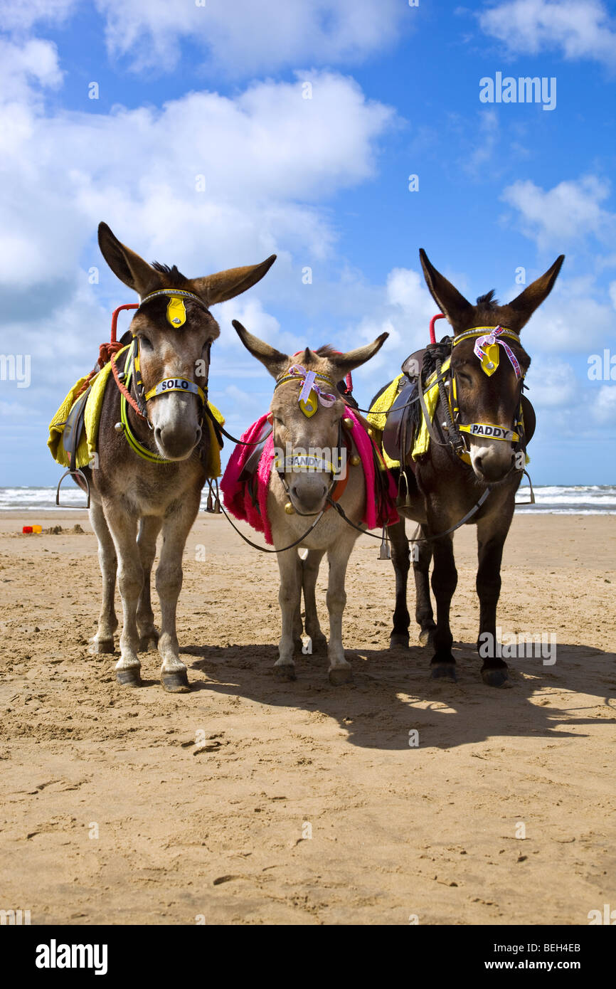 Donkeys on the Beach Blackpool Lancashire England Stock Photo