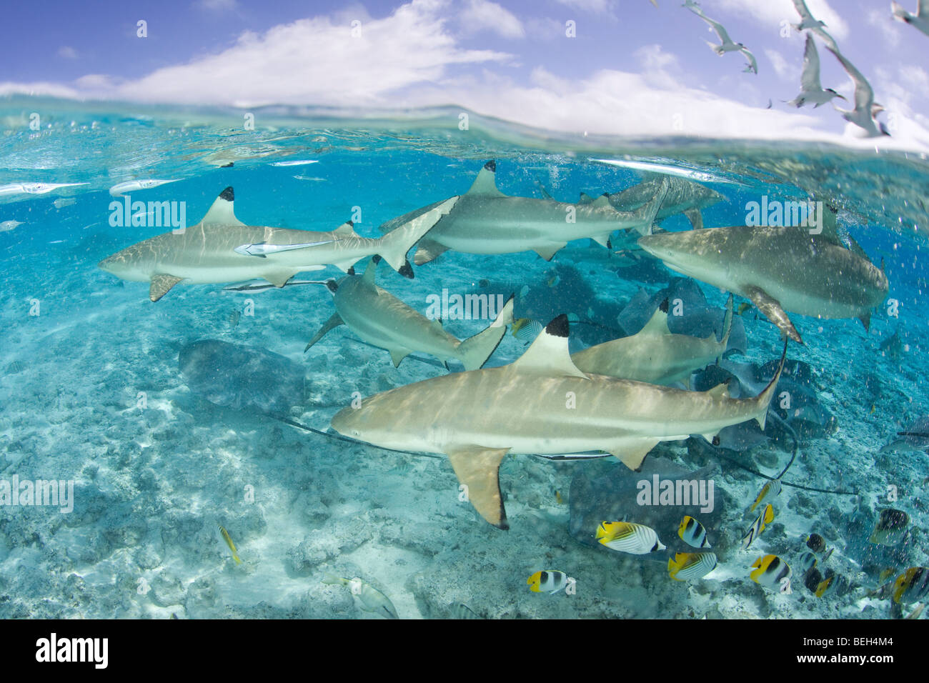 Blacktip Reef Shark and Southern Stingray, Carcharhinus melanopterus, Bora Bora, French Polynesia Stock Photo