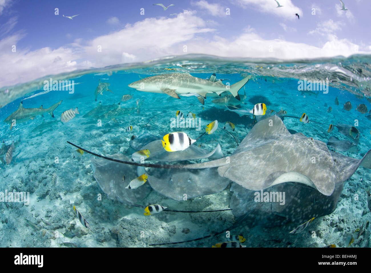 Southern Stingray and Blacktip Reef Shark, Dasyatis americana, Bora Bora, French Polynesia Stock Photo